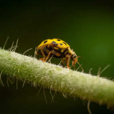 mariquita de veintidós puntos