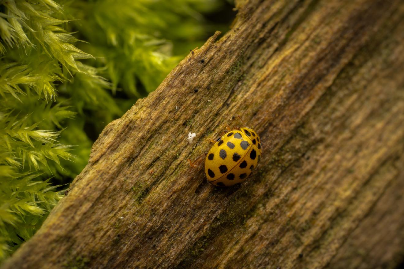 22-spot Ladybird – No. 1