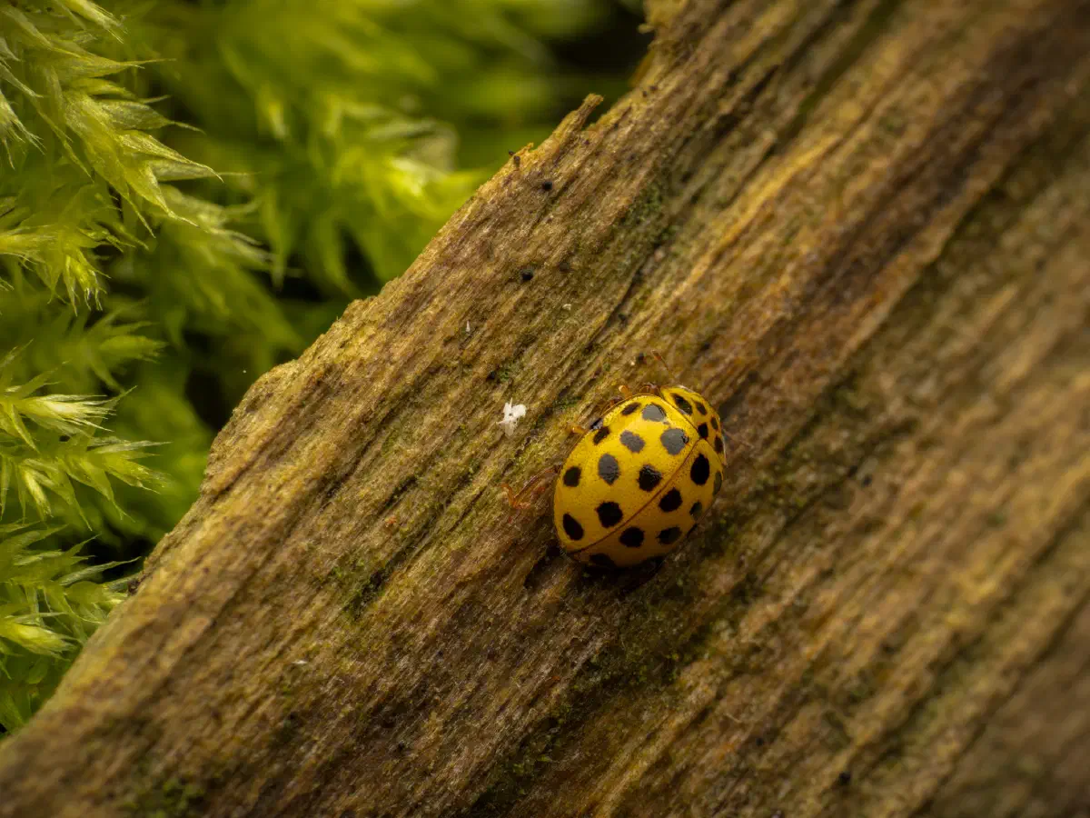 Coccinelle à vingt-deux points