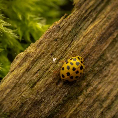 22-spot Ladybird