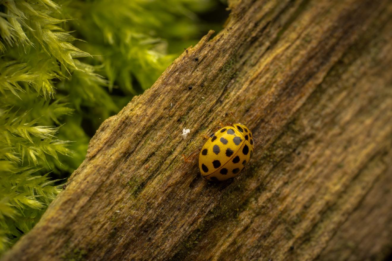 22-spot Ladybird – No. 2
