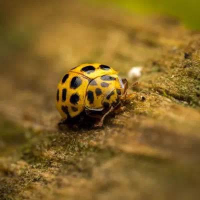 mariquita de veintidós puntos