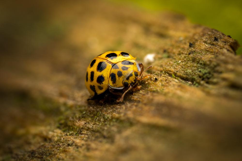 March 10, 2025 – Issue No. 570
– Issue No. 570: “22-spot Ladybird“ 22-spot Ladybird