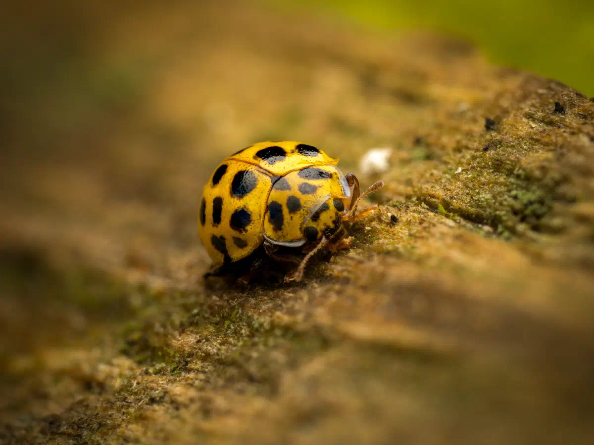 Coccinelle à vingt-deux points