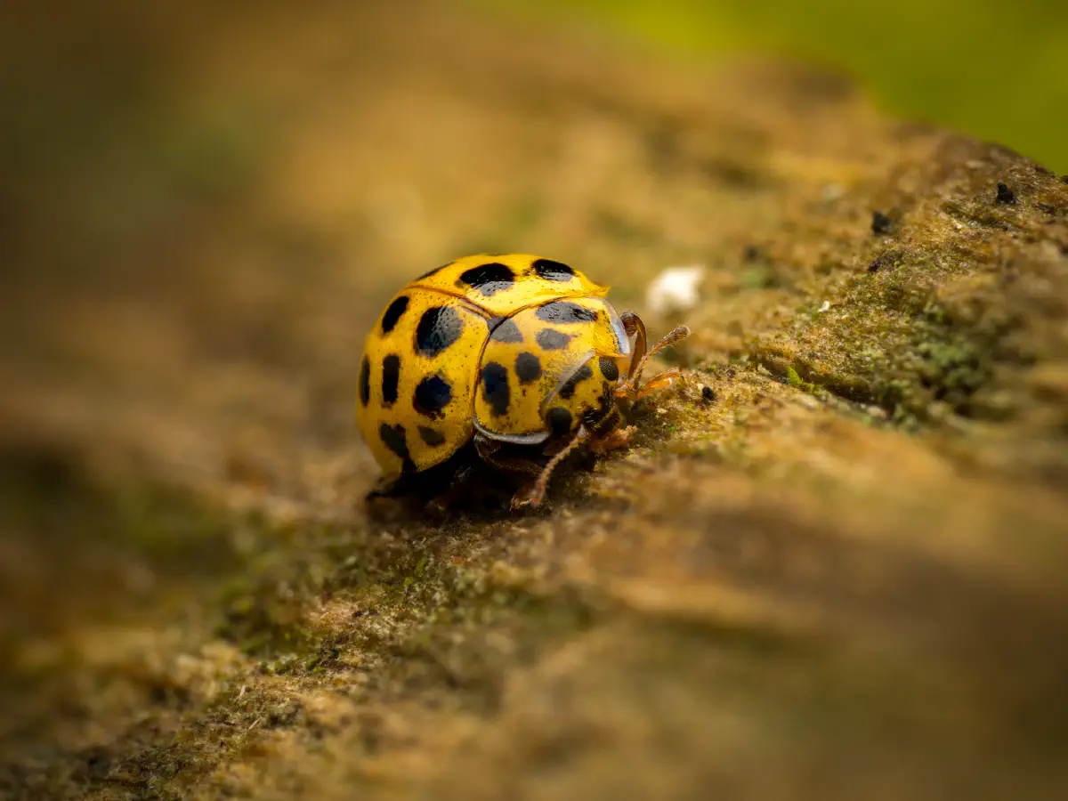 Coccinelle à vingt-deux points