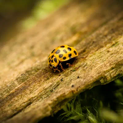 22-spot Ladybird