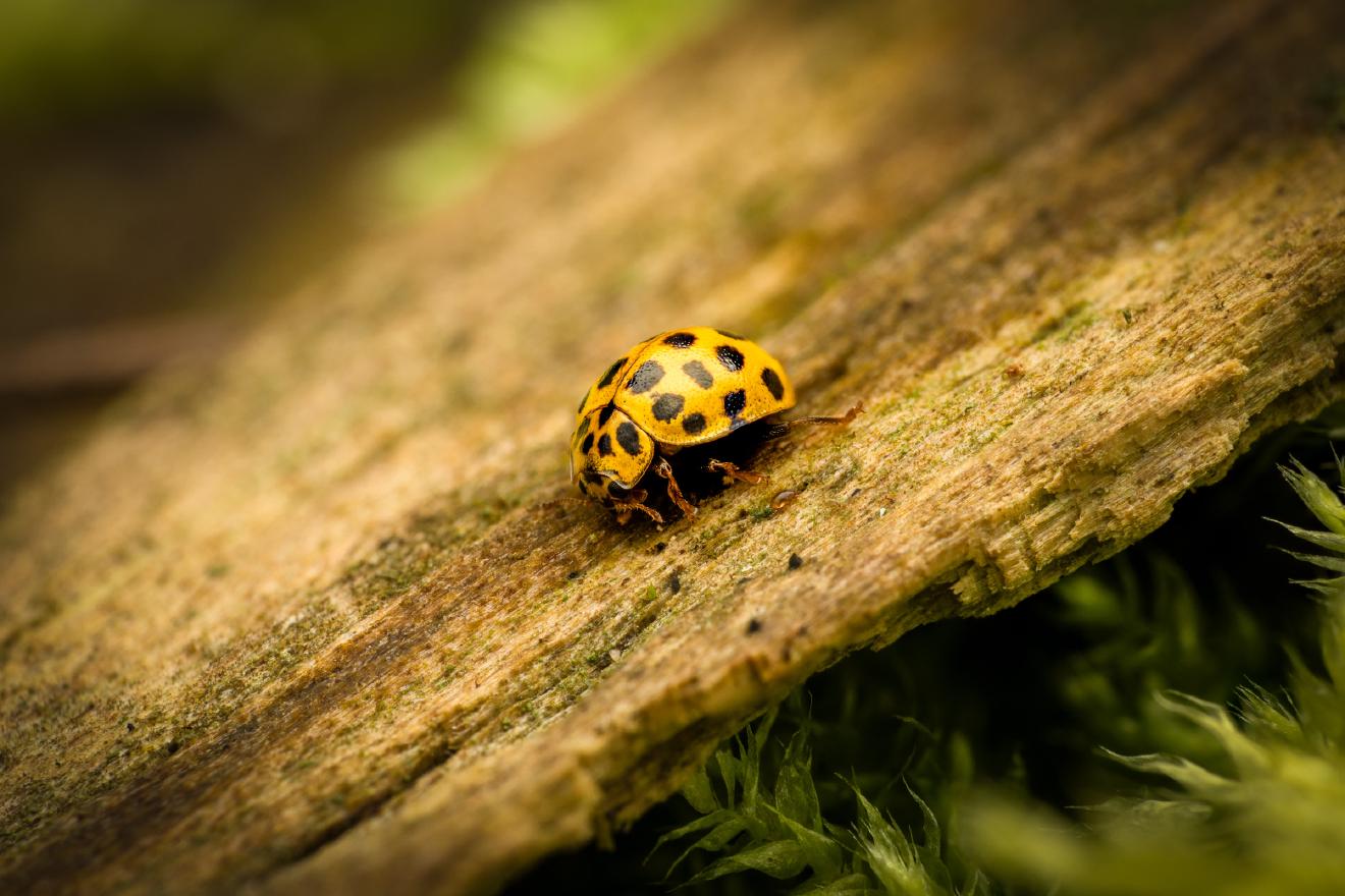 22-spot Ladybird – No. 4