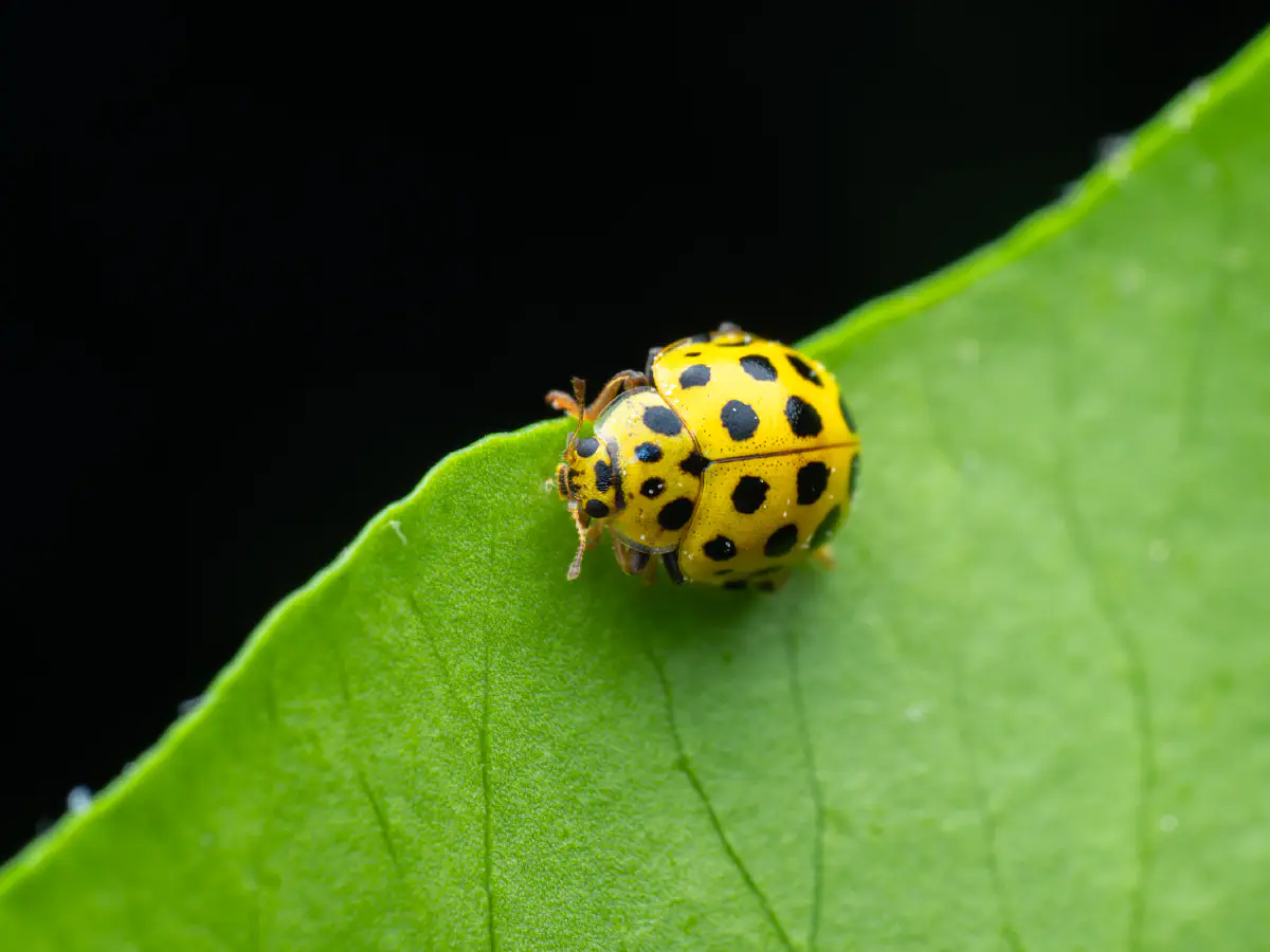 Coccinelle à vingt-deux points