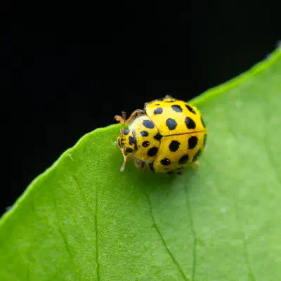 mariquita de veintidós puntos