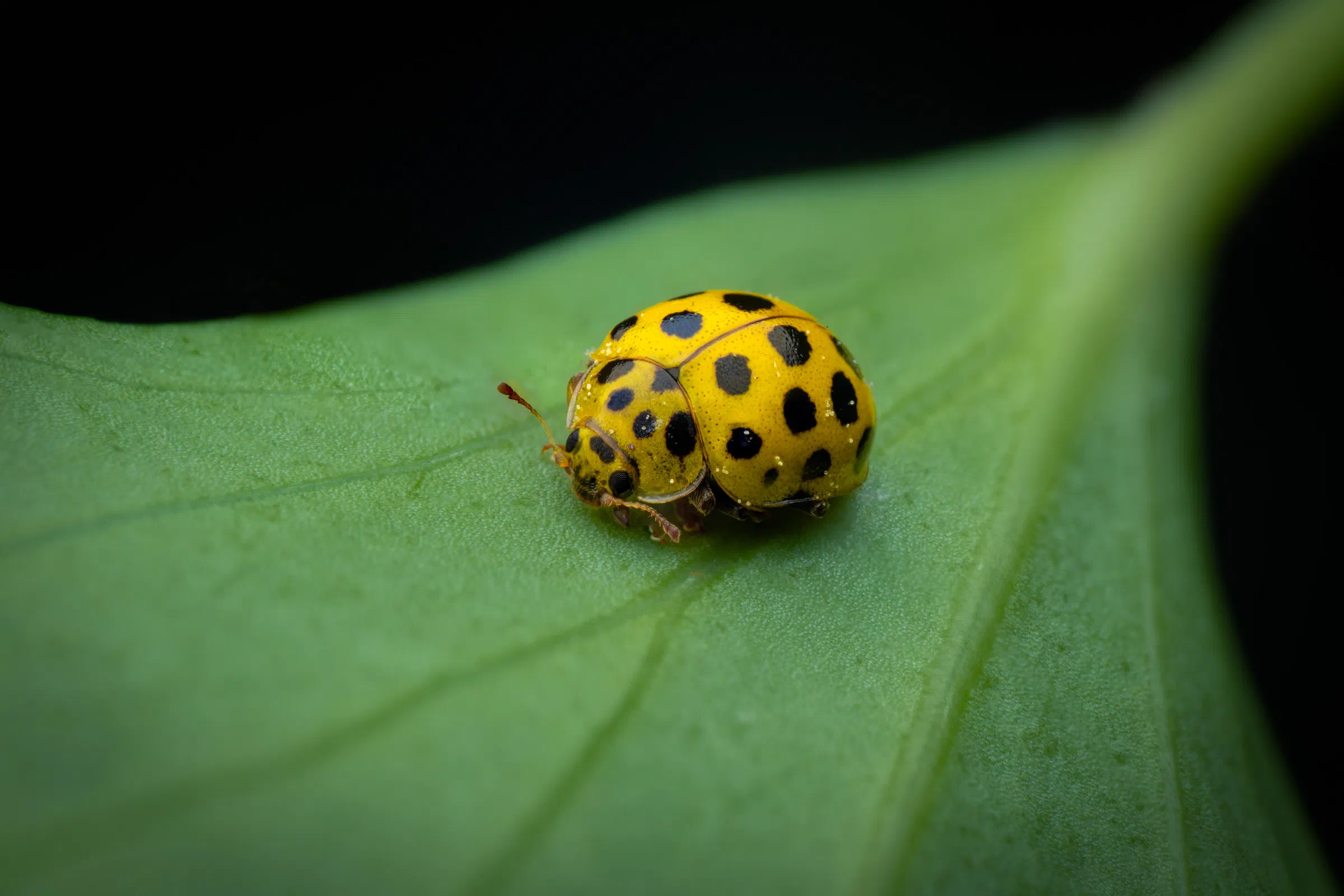 Coccinelle à vingt-deux points