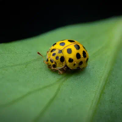 mariquita de veintidós puntos