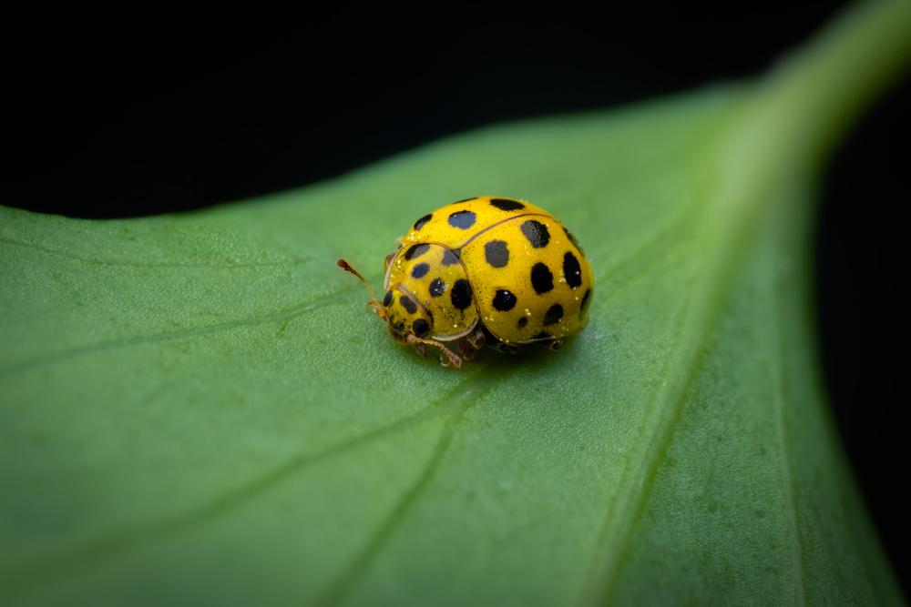 August 23, 2025 – Issue No. 736
– Issue No. 736: “22-spot Ladybird“ 22-spot Ladybird