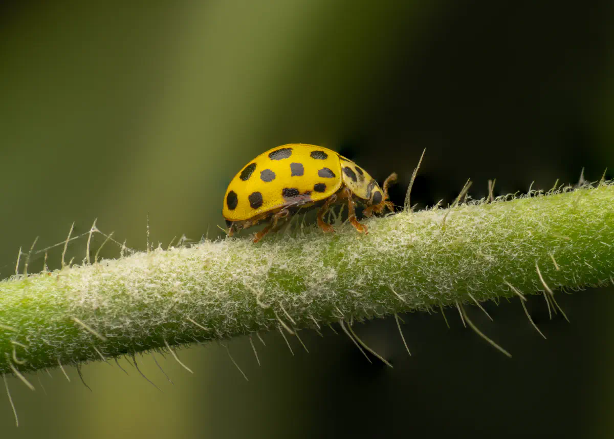 22-spot Ladybird – No. 7