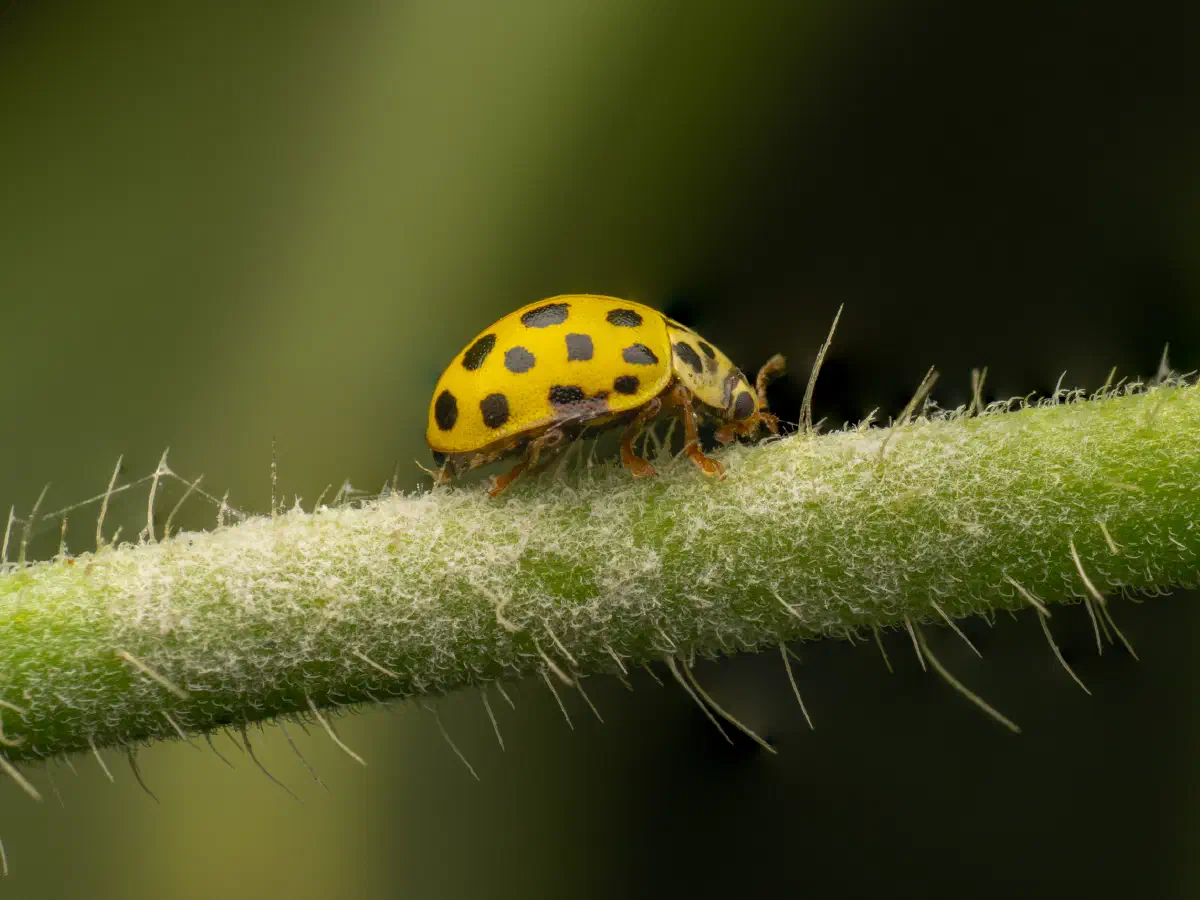Coccinelle à vingt-deux points