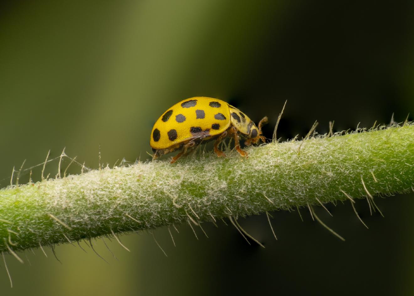 22-spot Ladybird – No. 7