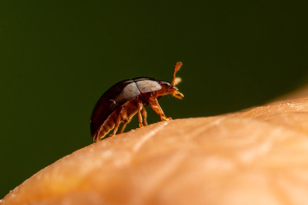 Olibrus bicolor