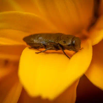 Phaenops cyanea