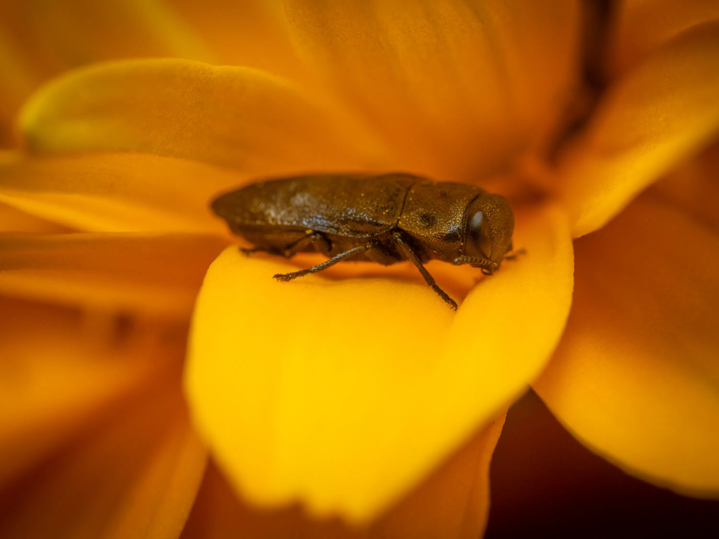 Phaenops cyanea