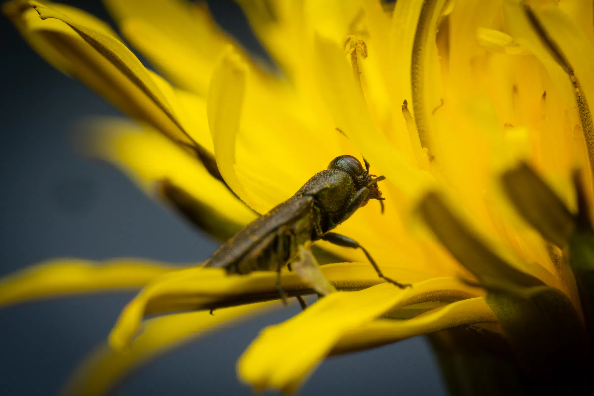 Anthaxia morio