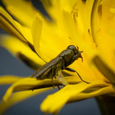 Anthaxia morio