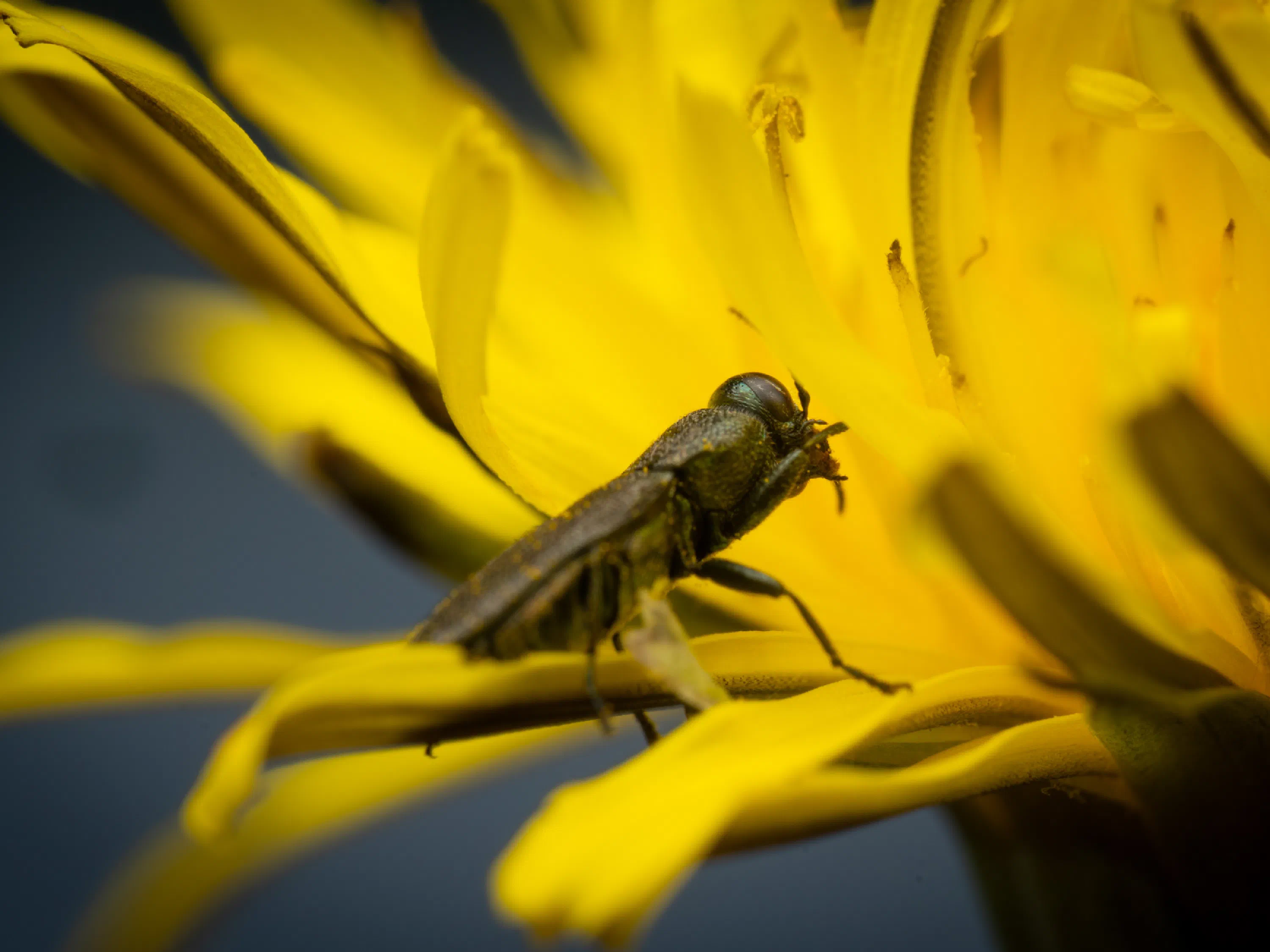 Anthaxia morio