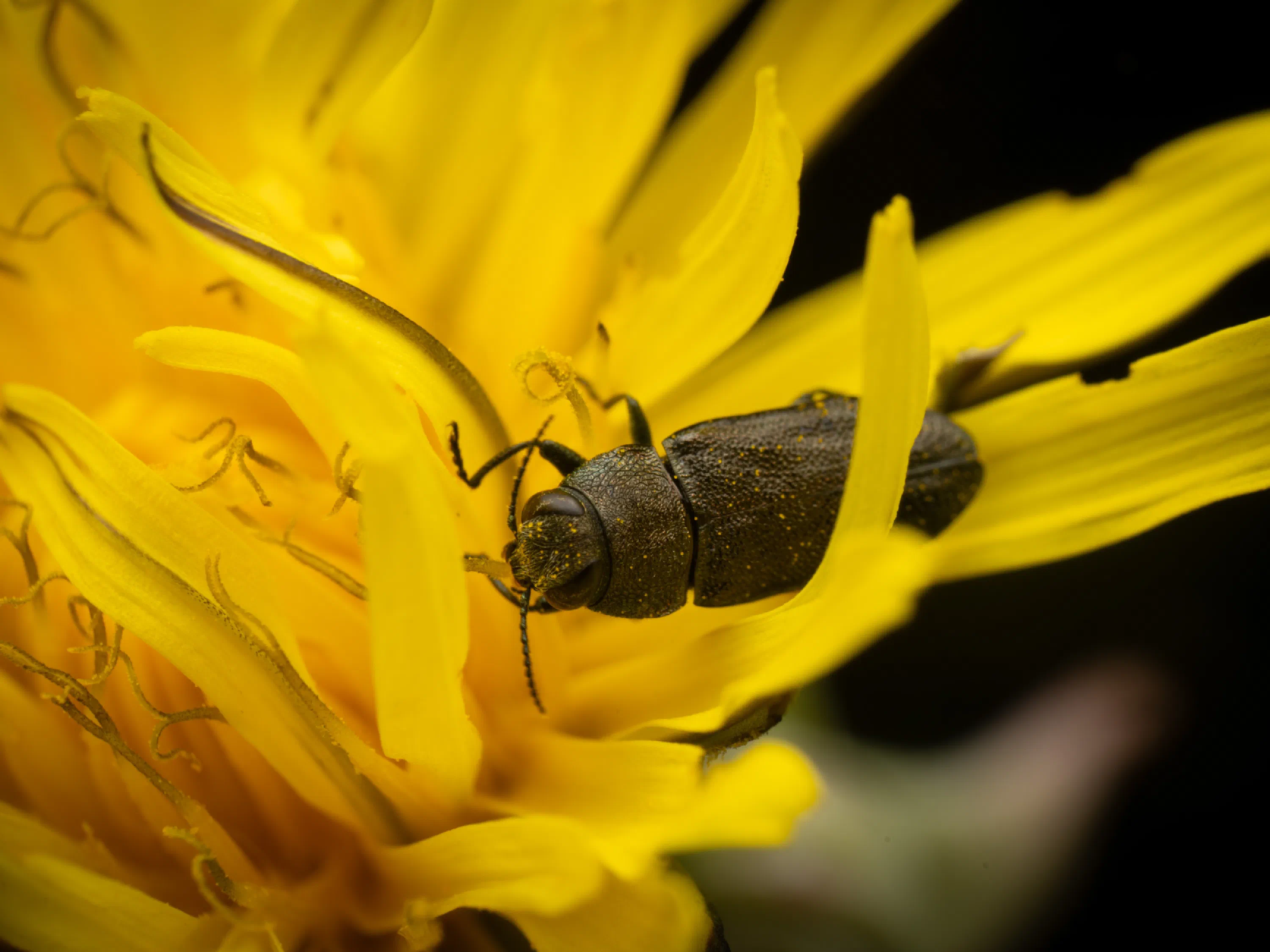 Anthaxia morio