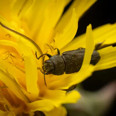 Anthaxia morio