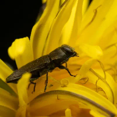 Anthaxia morio