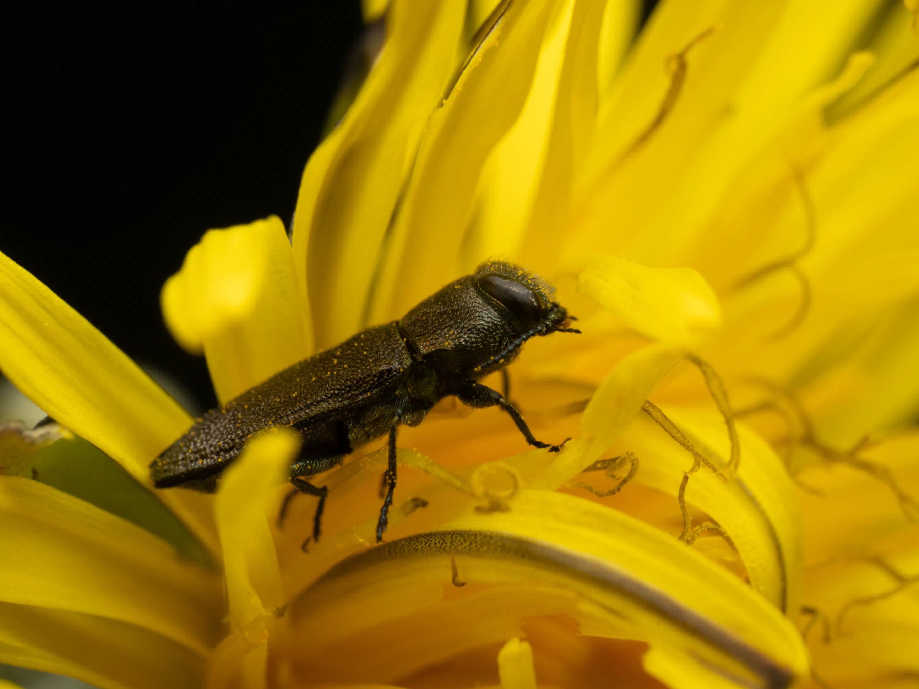 Anthaxia morio