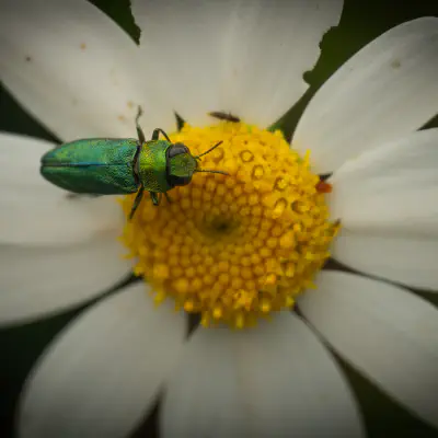 Jewel Beetles