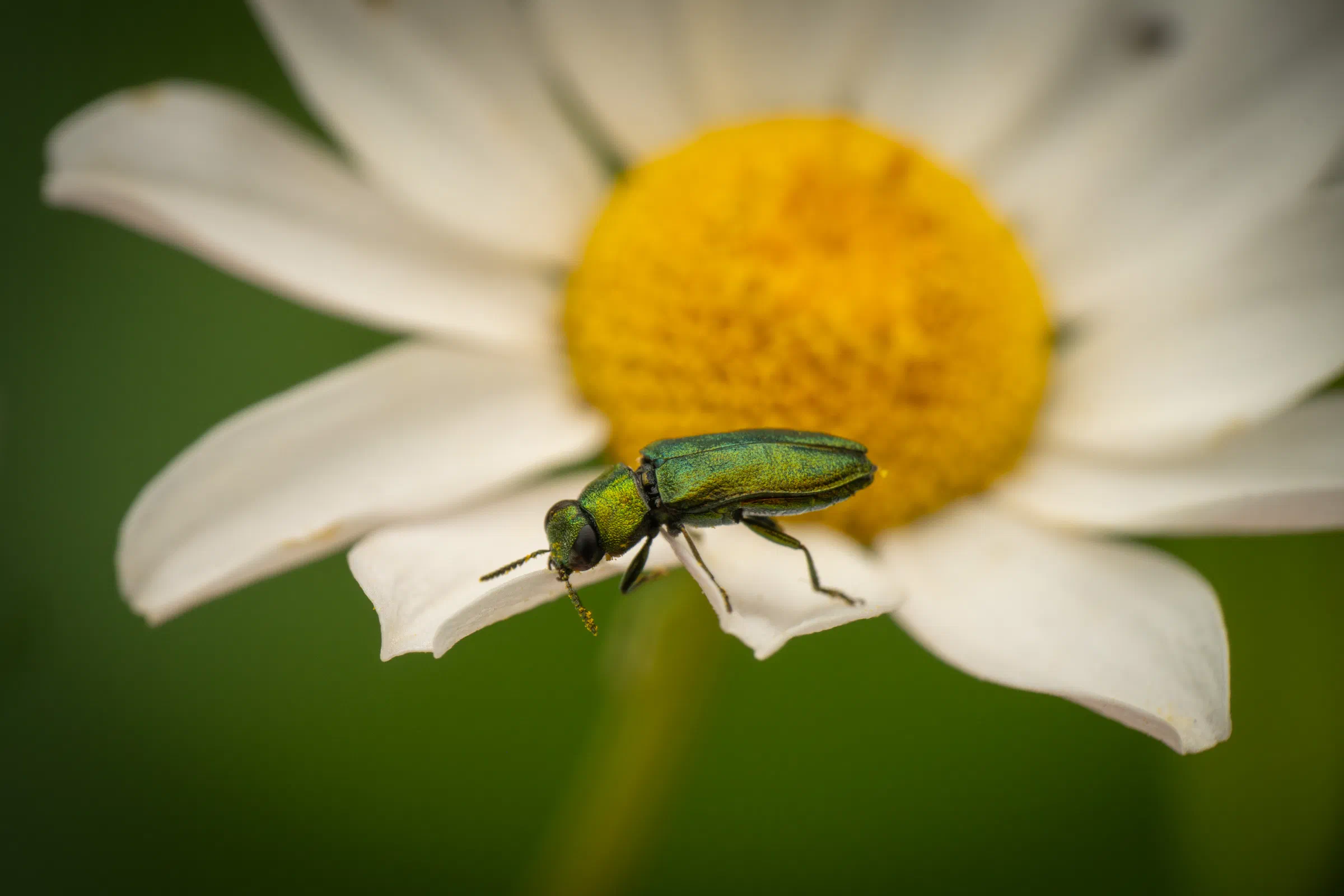 Anthaxie brillante