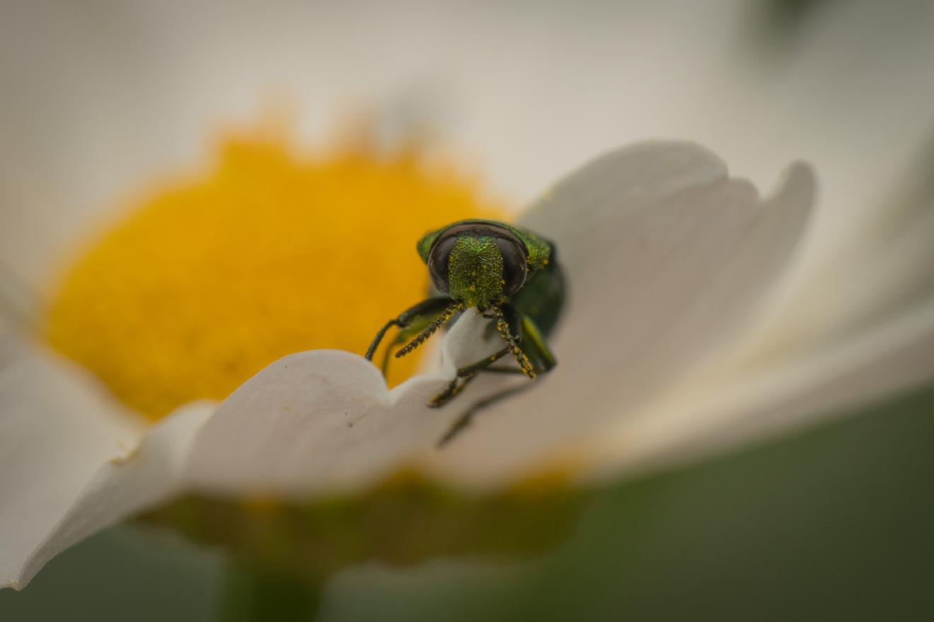Glänzender Blütenprachtkäfer – No. 4