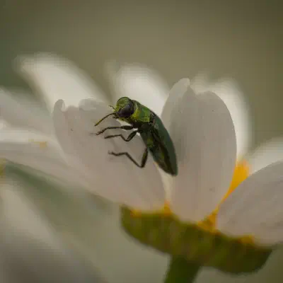 Anthaxia nitidula