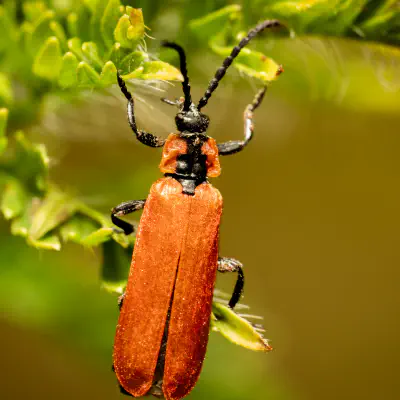 Net-winged Beetles