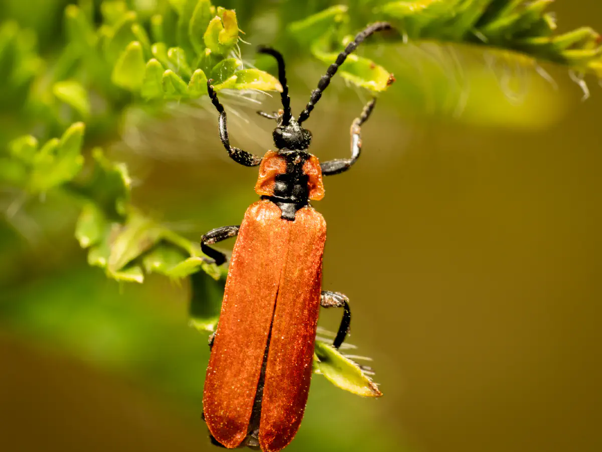 Lygistopterus sanguineus