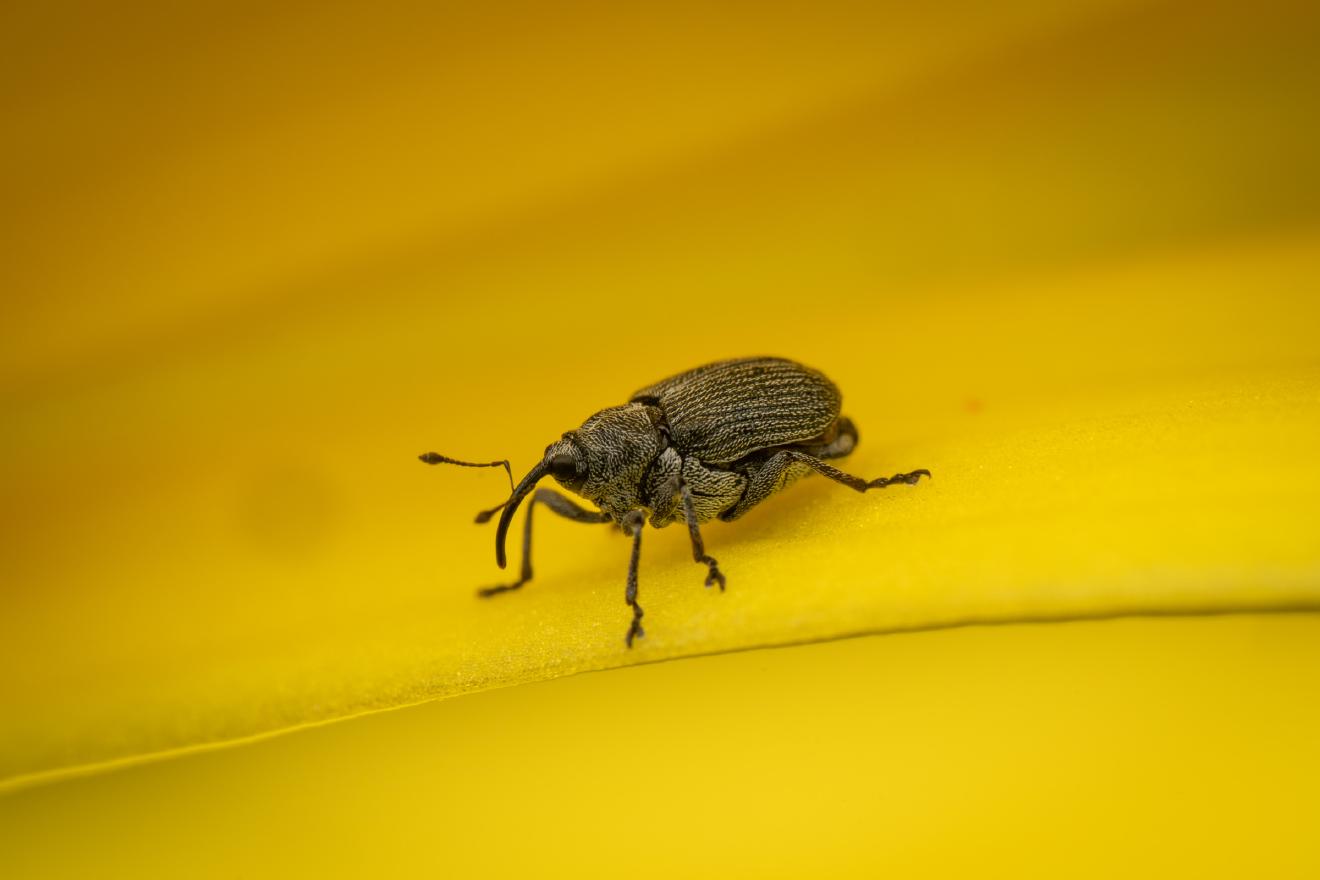Ceutorhynchus typhae – No. 2
