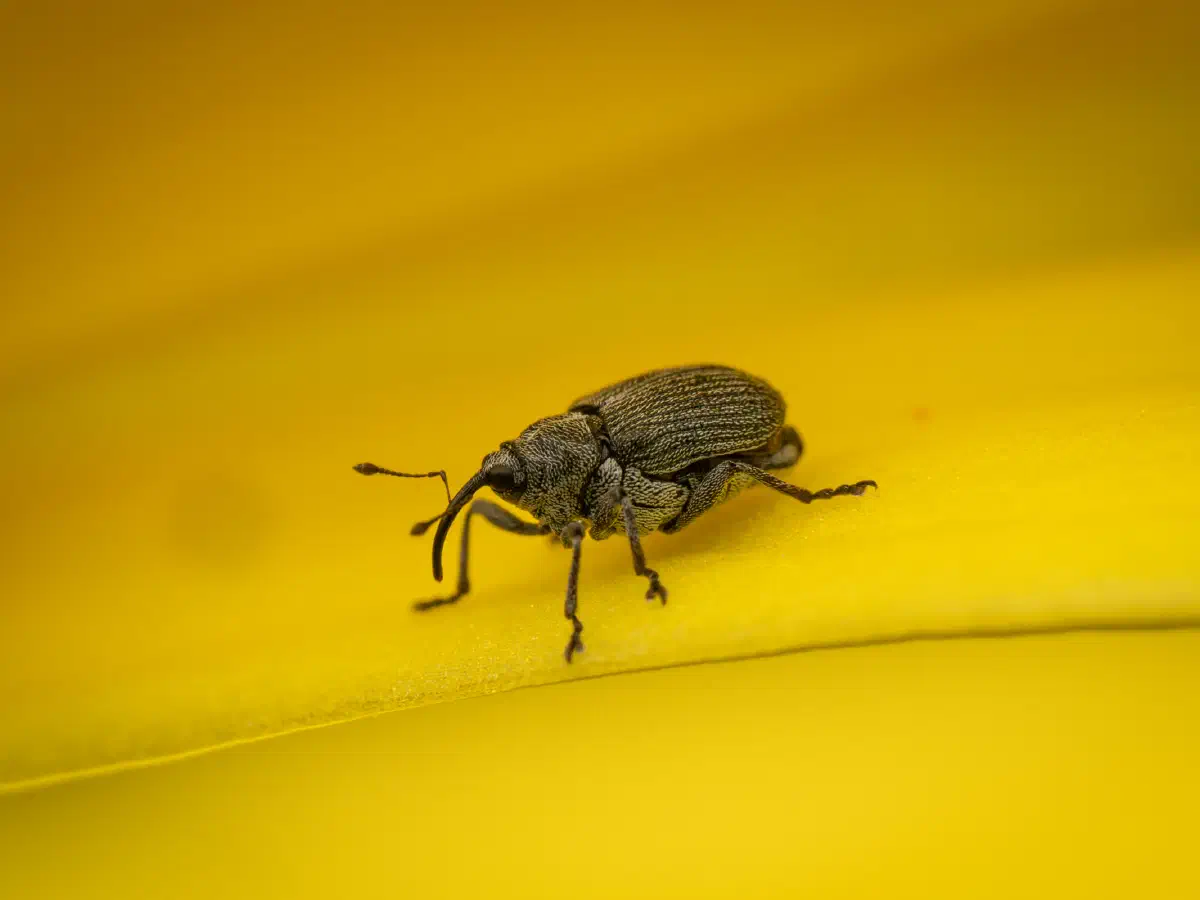 Ceutorhynchus typhae