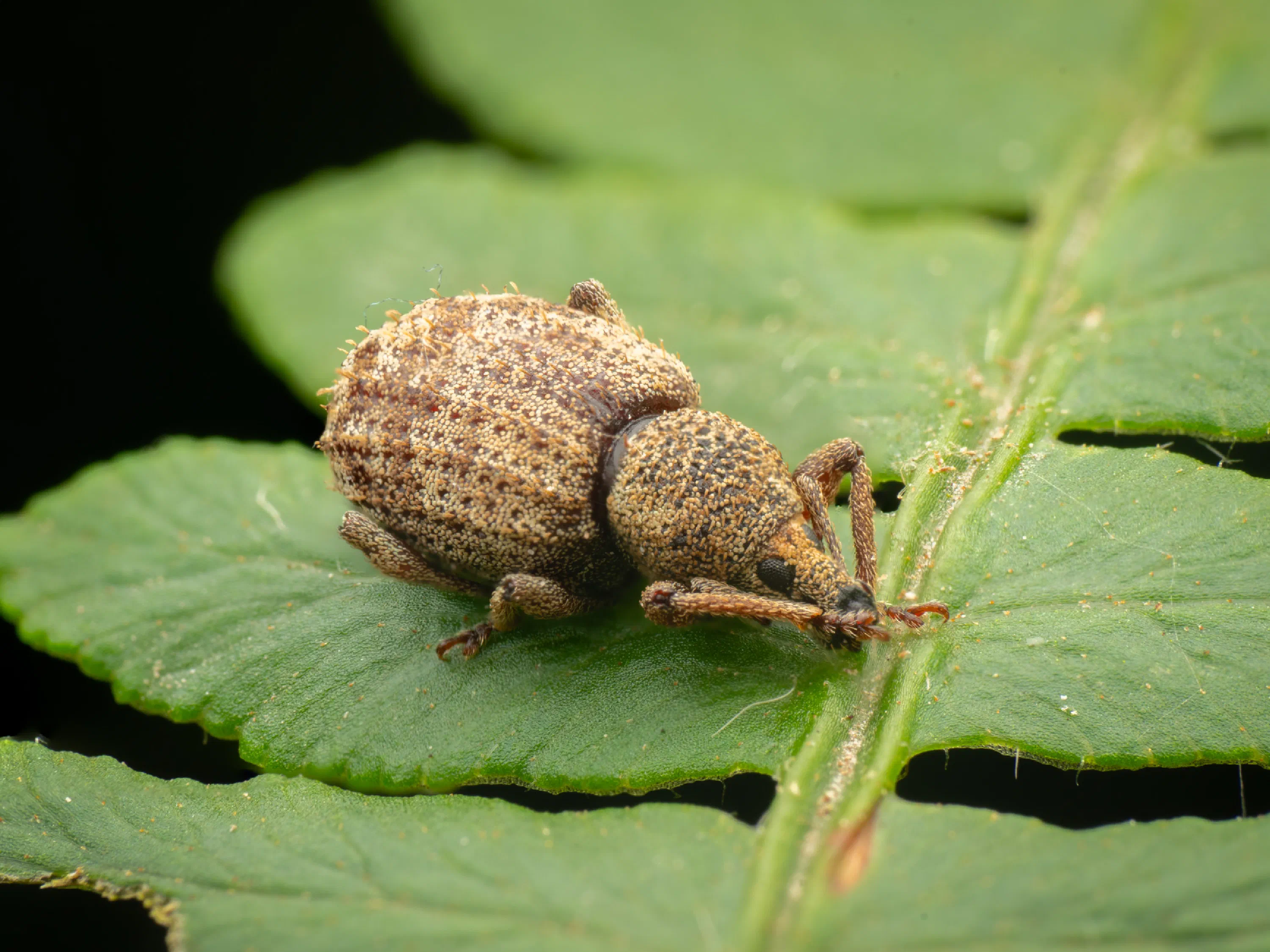 Borstiger Dickmaulrüssler