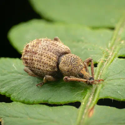 Borstiger Dickmaulrüssler