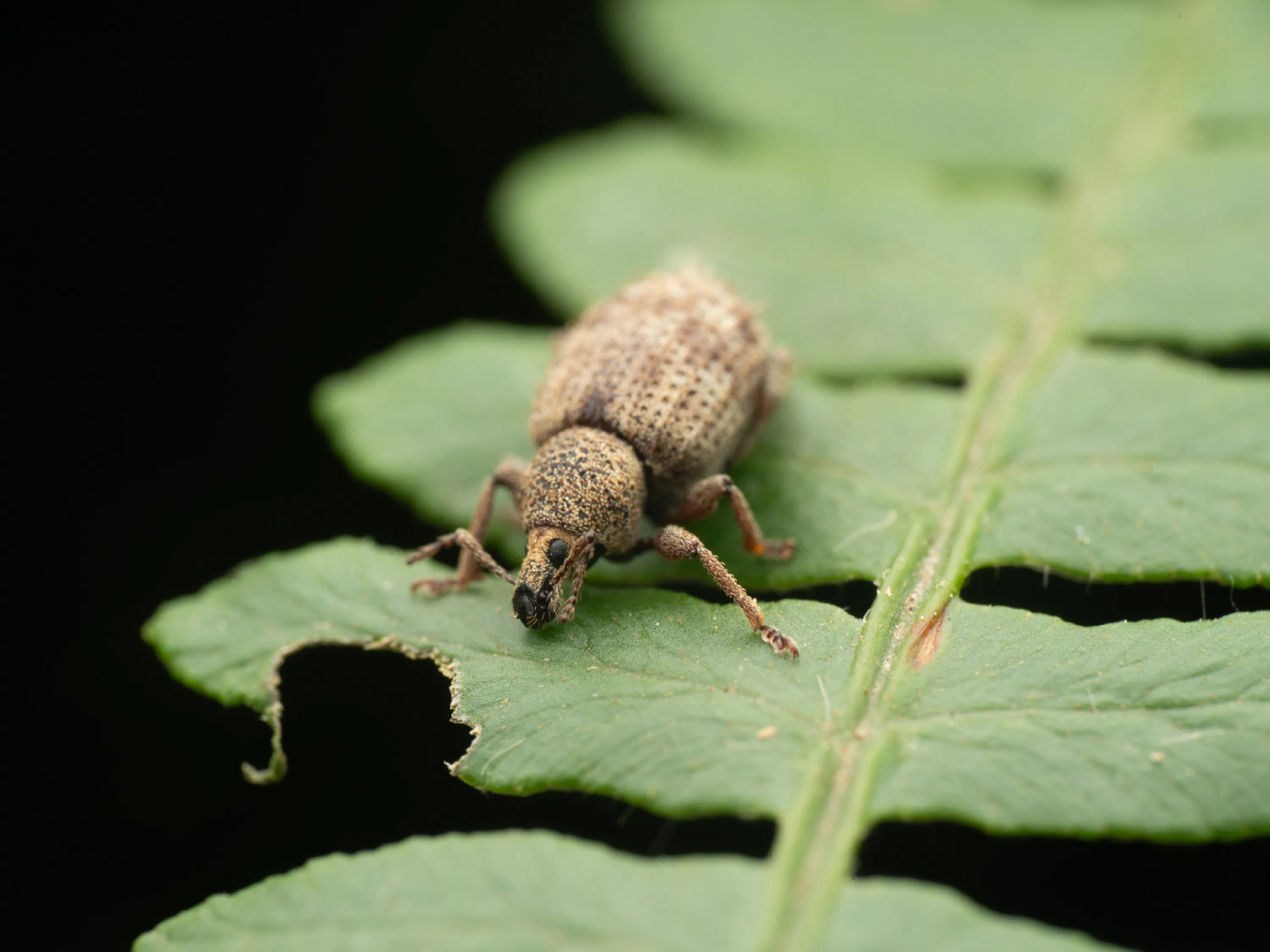 Borstiger Dickmaulrüssler