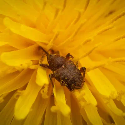 acorn weevil