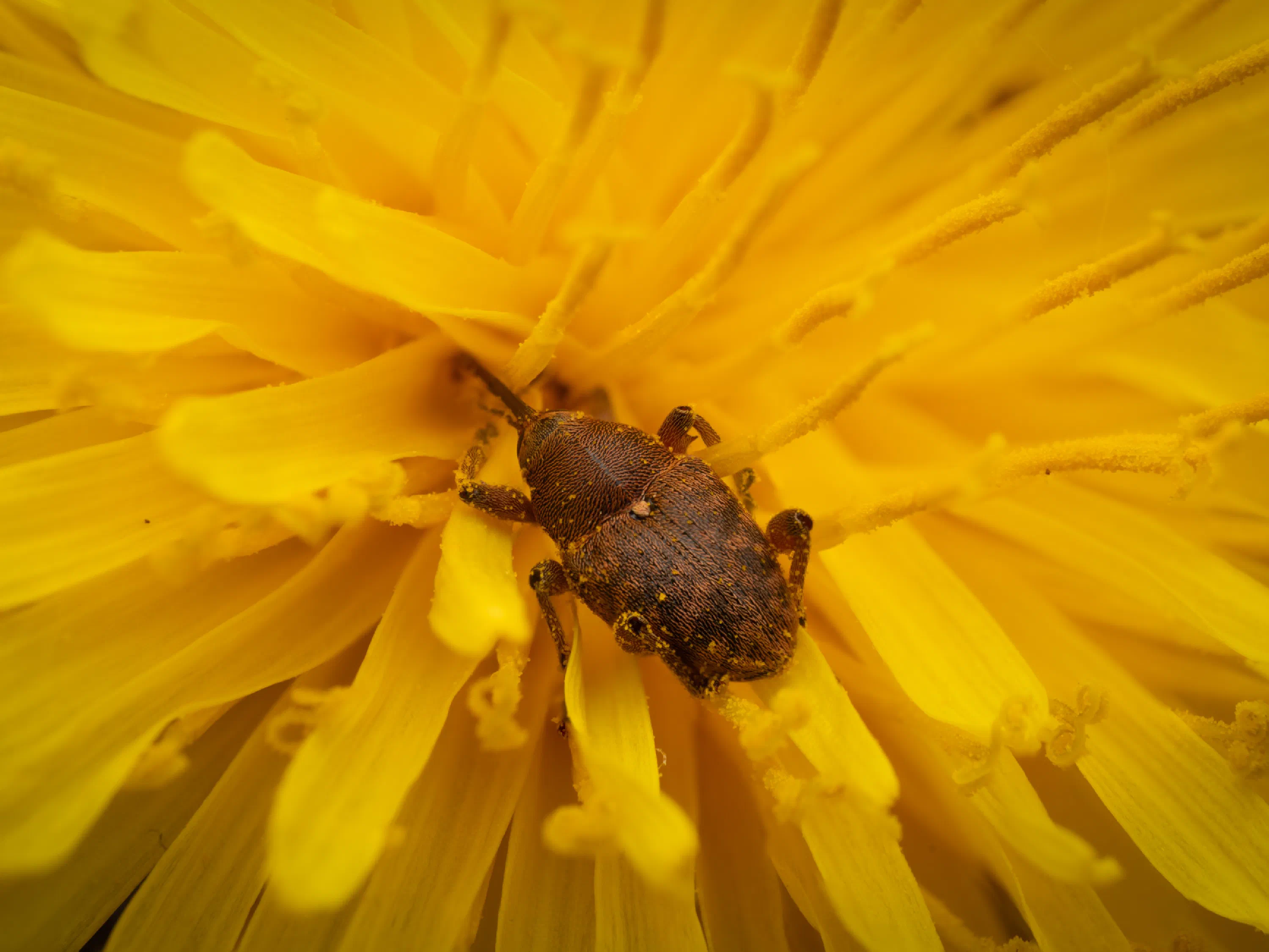 Curculio glandium