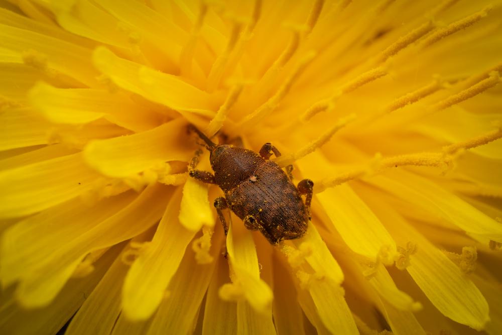 July 31, 2025 – Issue No. 713
– Issue No. 713: “acorn weevil“ acorn weevil