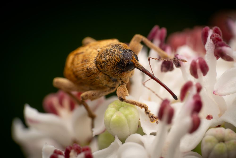December 3, 2024 – Issue No. 473
– Issue No. 473: “acorn weevil“ acorn weevil