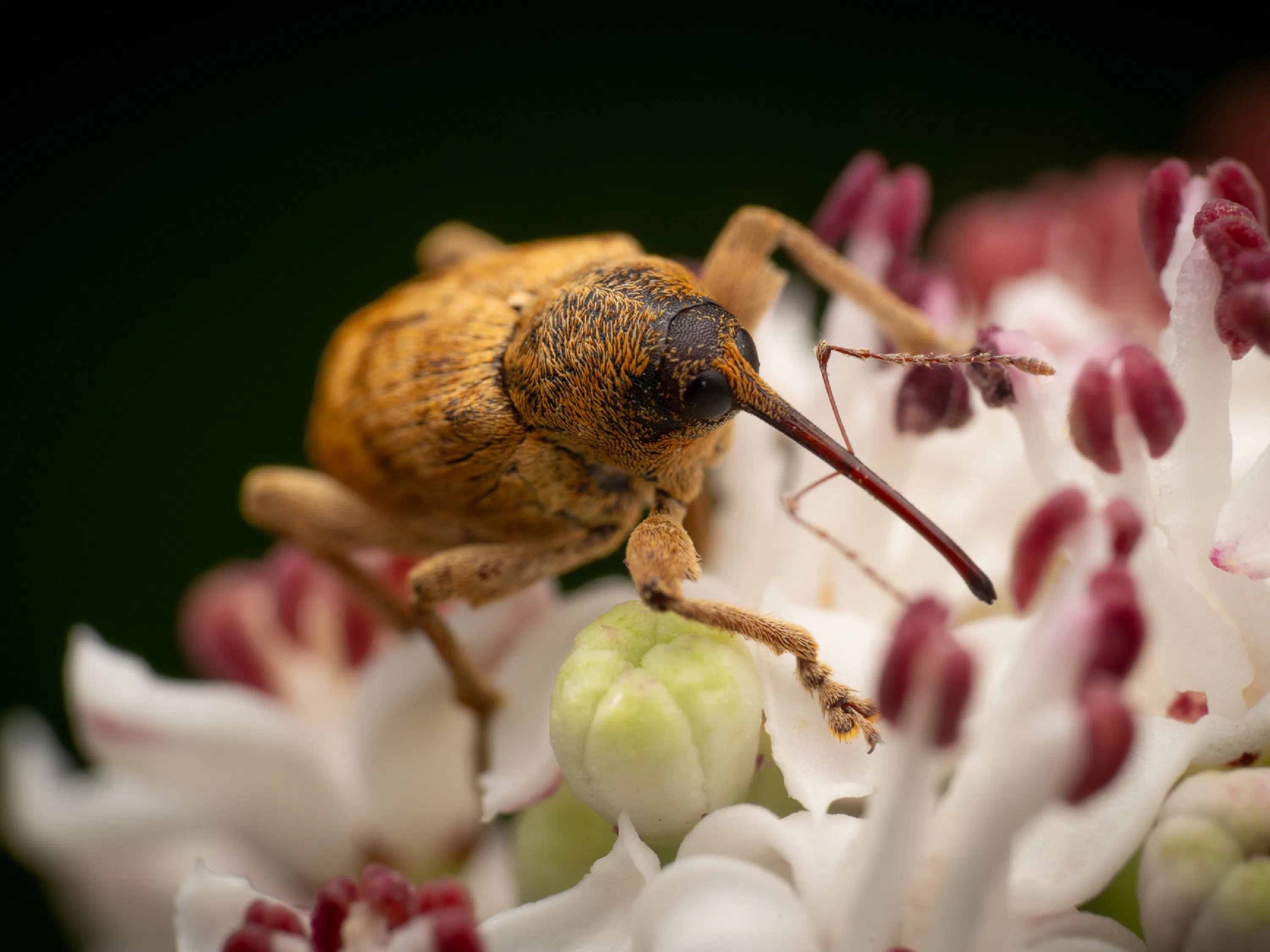 Curculio glandium