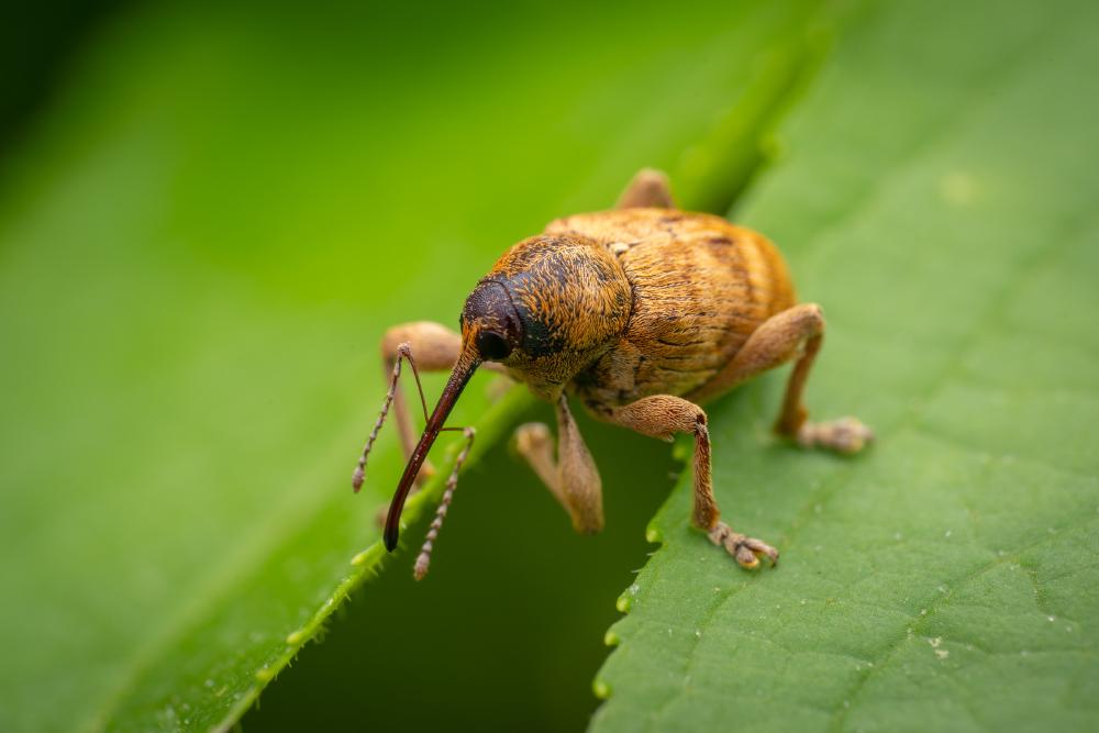 April 25, 2025 – Issue No. 616
– Issue No. 616: “acorn weevil“ acorn weevil