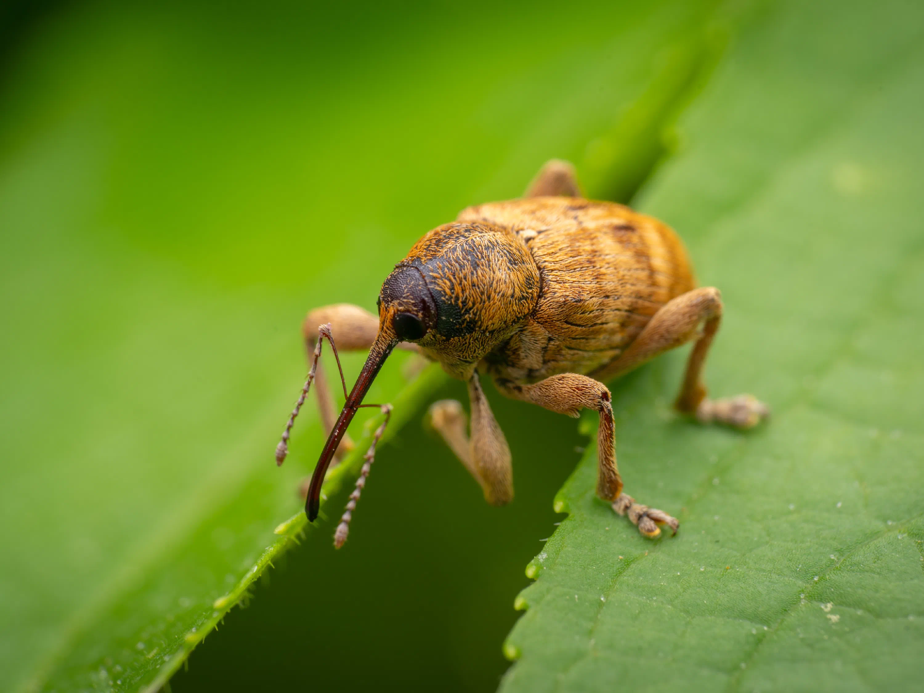 Curculio glandium