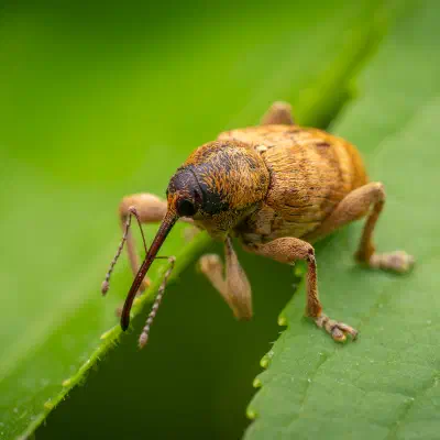 Curculio glandium