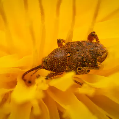 Eichelbohrer