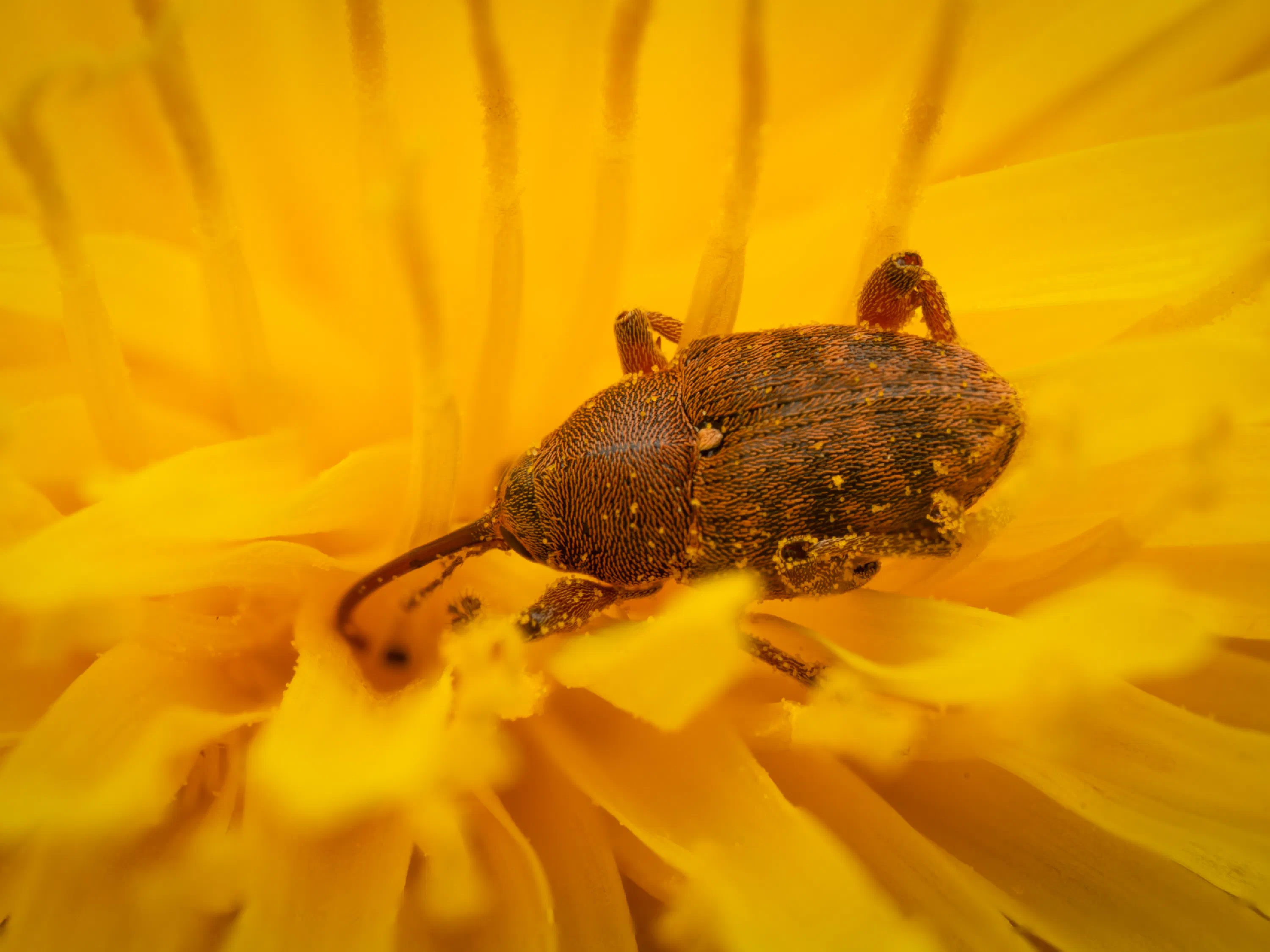 Curculio glandium
